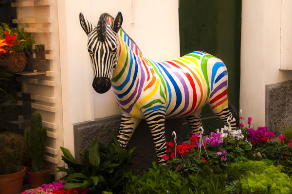 Rainbow zebra on the Island of Capri...