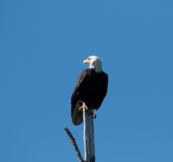 # 2 bald eagle,Beautiful and my first time to see ...