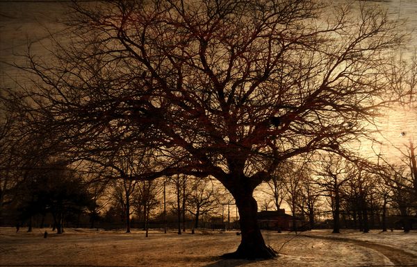 a favorite tree in Lakewood park...