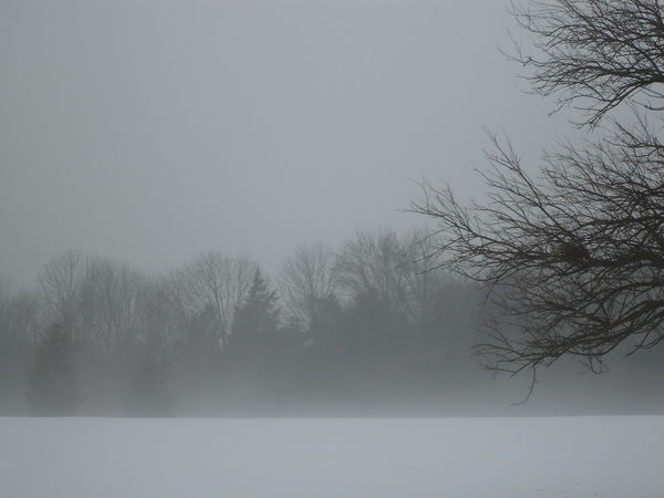 8. Misty field...