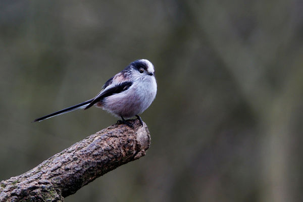 Long tailed Tit...