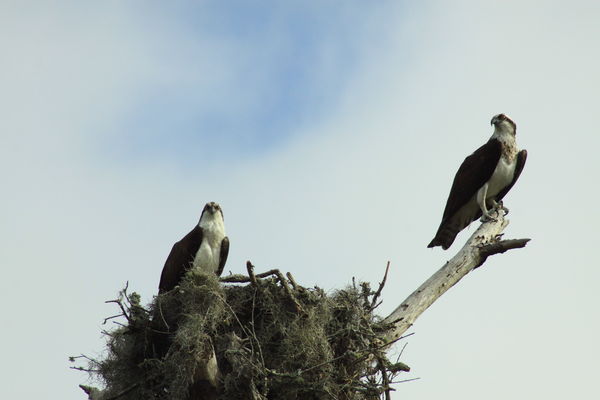 osprey pair in nest...