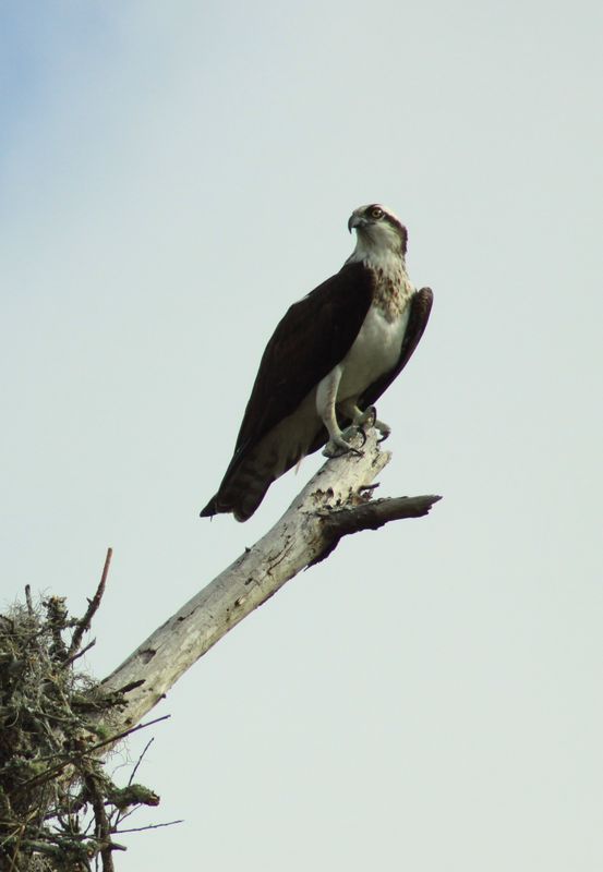 male osprey...