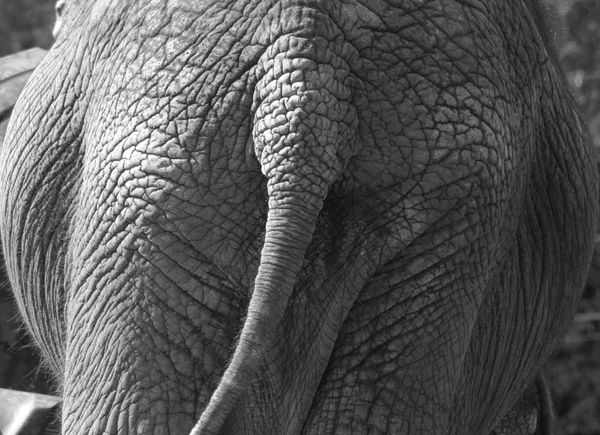 elephant moon, love the texture though....