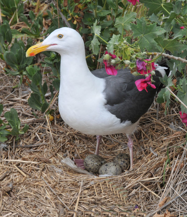 Seagull Nesting--Anacapa Island...