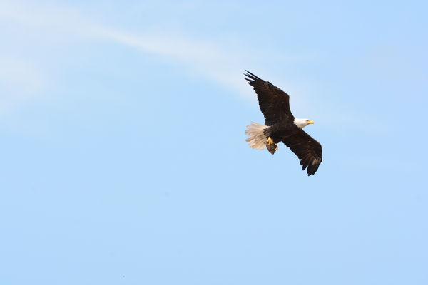 Eagle returning home...