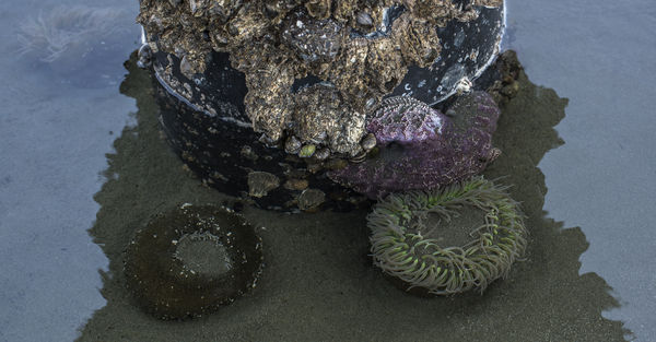 Sea life anemones and a starfish...