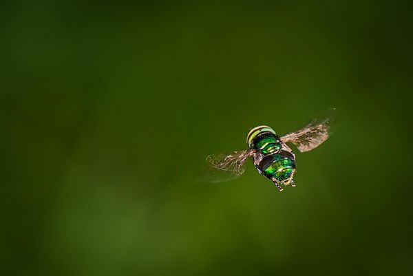 Hover Fly - I think....