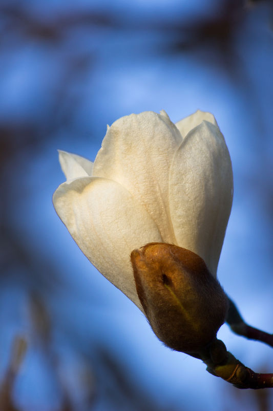 4. Magnolia from mid-March. EF 70-300 mm...