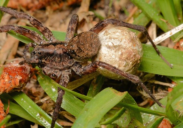 wolf spider with egg...