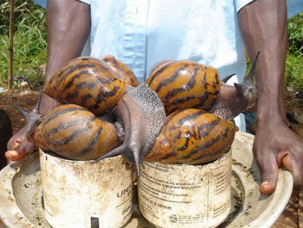 2.  Giant African Snails...