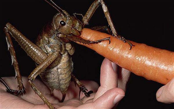 5.  Giant African Cricket...