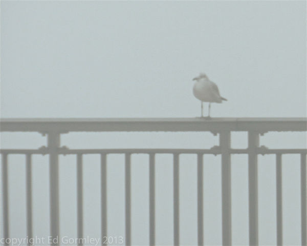 Gull in the Fog...