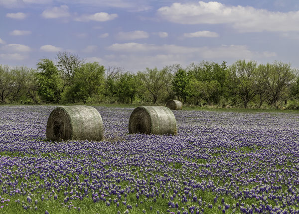 Texas wildflowers are beautiful this year...