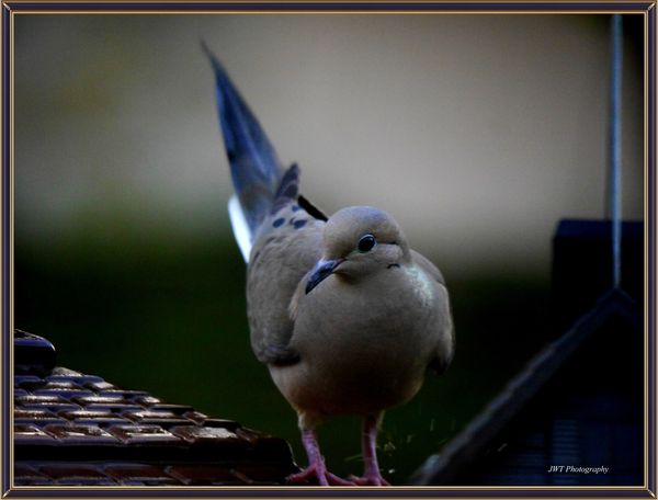 Mourning dove...