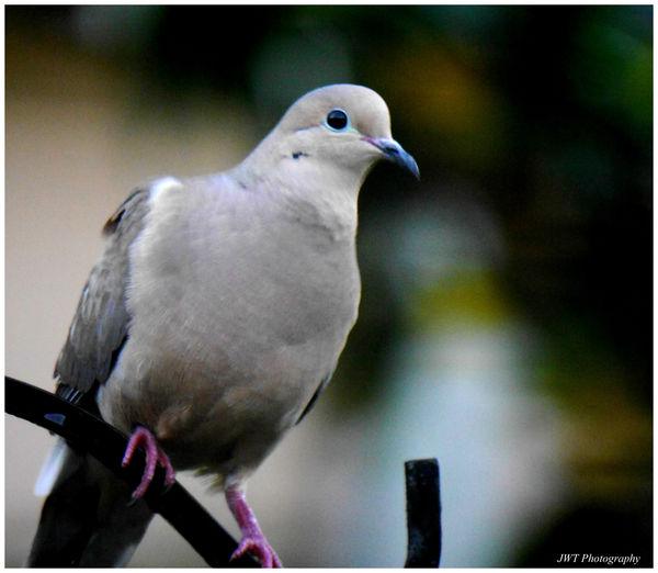 Different dove different post...
