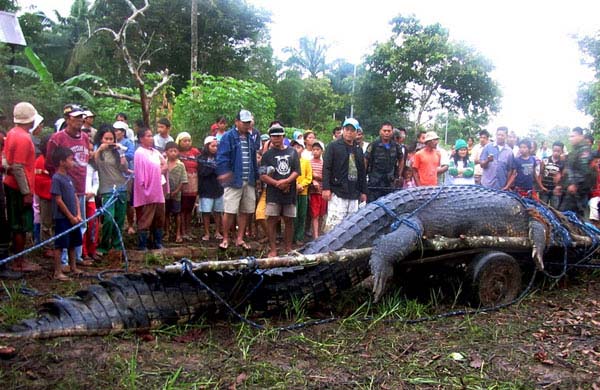 6.  Giant 21 Ft. Saltwater Crocodile...
