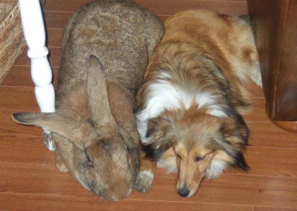 7.  Hell Of A Big Rabbit...