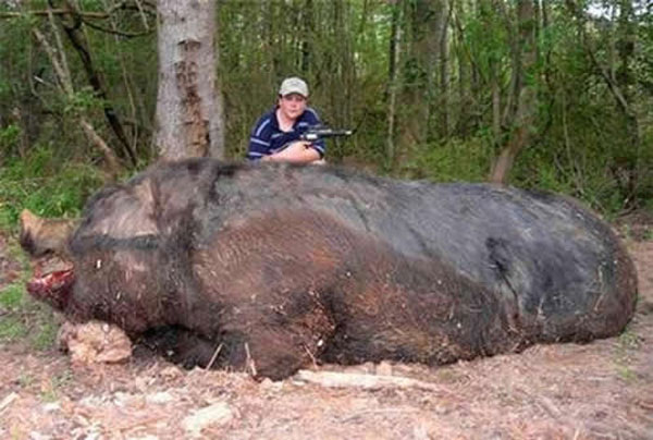14.  Giant 2,000 lb. Wild Hog Shot By 11 Rear Old ...