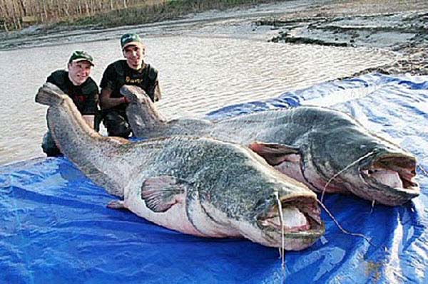 18.  Giant Mekong Catfish...