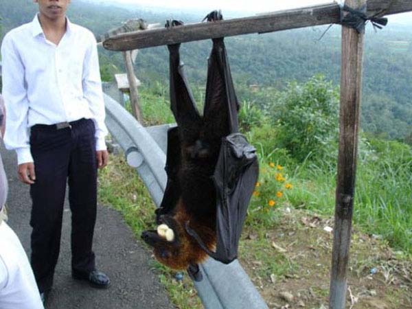 !9.  World's Largest Fruit Bat...