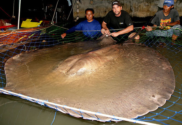 9.  Giant Freshwater Stingray can grow up to 1,300...