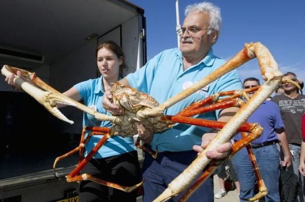 20.  Giant Japanese Spider Crab...