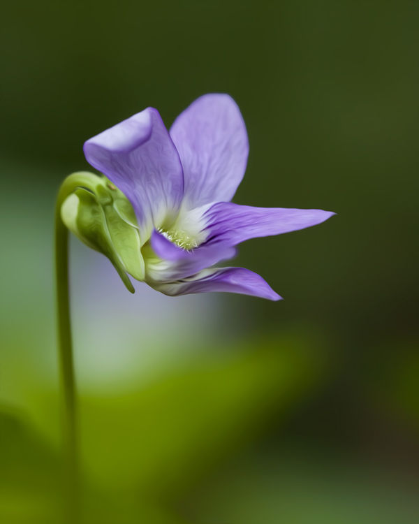 Florida Violet (?) I had to stand on my head to ge...