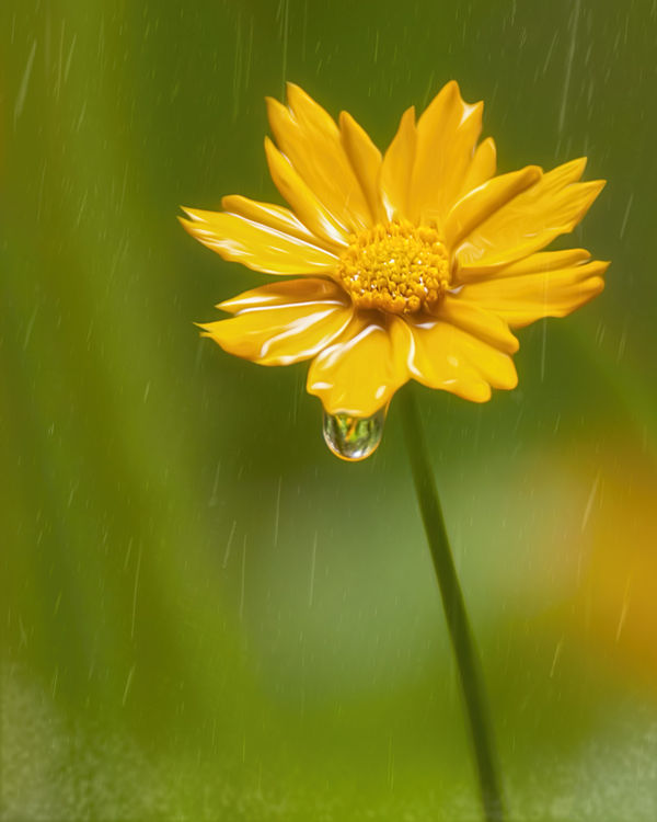 Drippy Coreopsis...