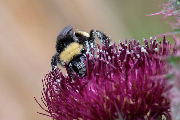 Bee on Milkweed Flower...