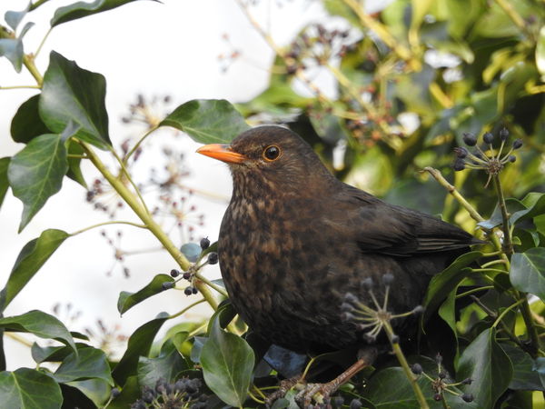 Adult female blackbird...
