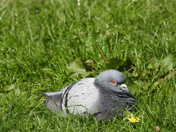 Feral Pigeon...