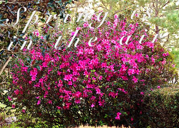 The azaleas are one of the first flowering plants ...