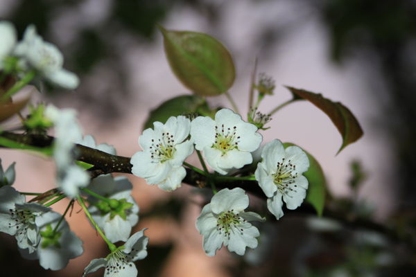 pear blossoms mean Spring...