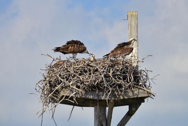 A family of Ospreys in Marathon Key, about 51 mile...