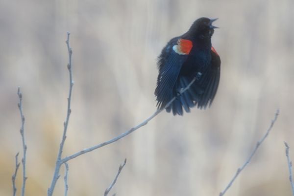 Red Winged Blackbird...