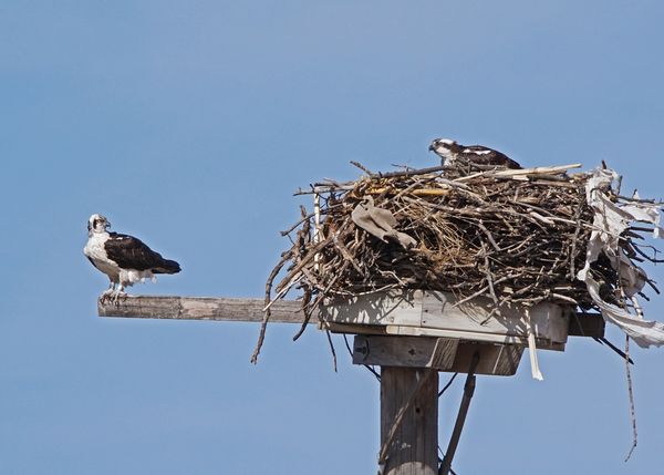 Soon there will be a Osprey family...