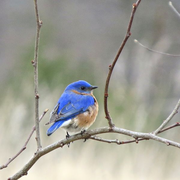 Re-post of the Bluebird...