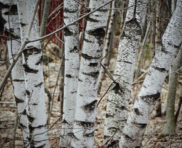 Stand of birch...