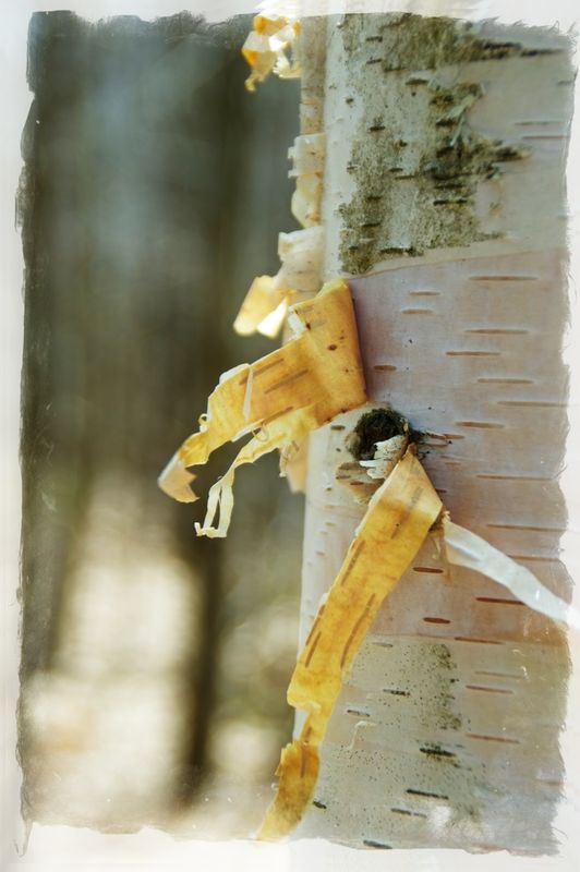 Peeling birch in the sunlight....