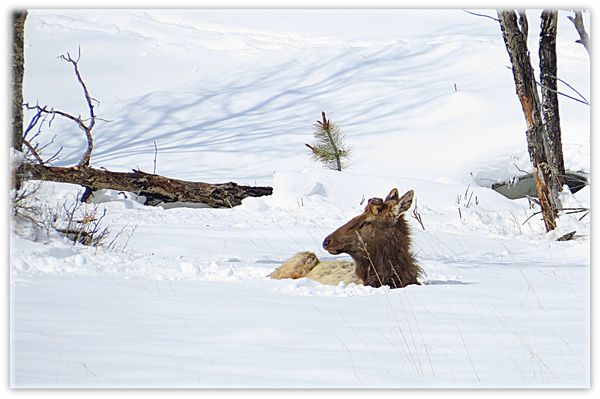 Saw a lot of Elk taken a nap in the deep snow....