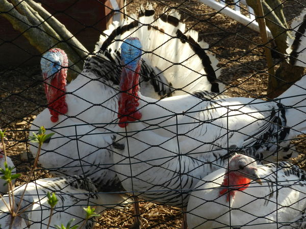 Look who's joined Bingo on the farm! Turkeys!...