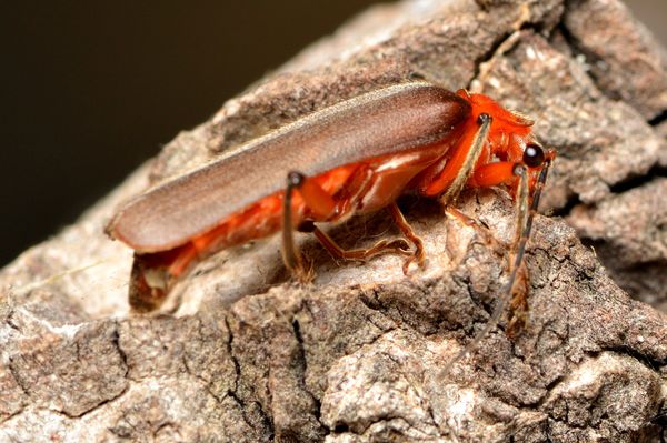 3.) Soldier beetle on Elm tree...