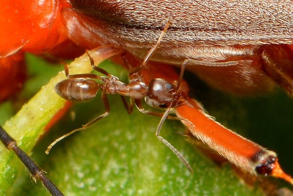 4.) Argentine ant harrasing Soldier beetle, above...