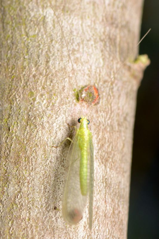 5.) Green lacewing...