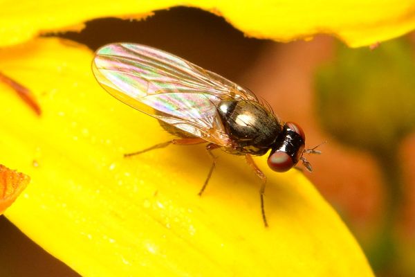 6.) 3-mm fly in Family Lauxaniidae...