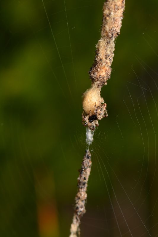 8.) Web of female Trashline Orbweaver (Cyclosa tur...