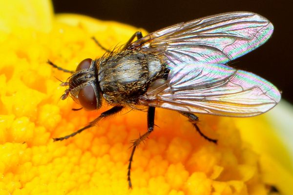 12.) 4-mm male Golden-haired Cluster fly (Pollenia...