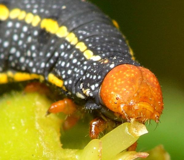 15.) Close-up of above caterpillar...