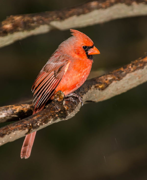 Male Northern Cardinal...